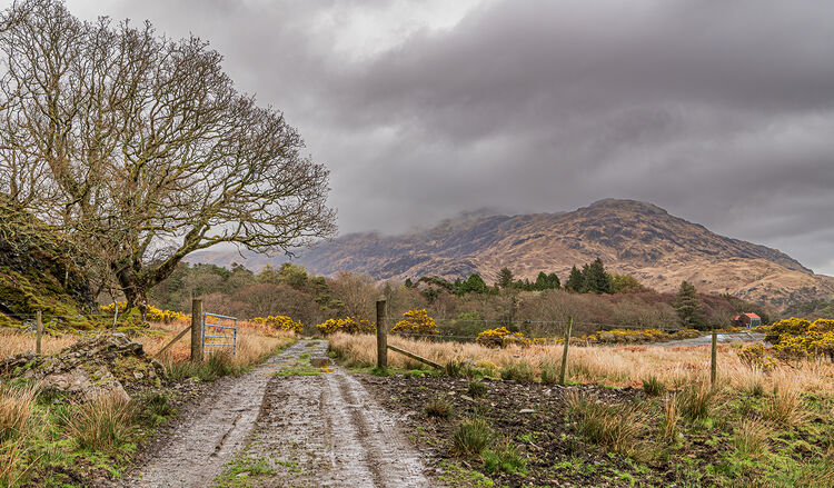 Liz Miller Spring in Loch Buie L IWPS