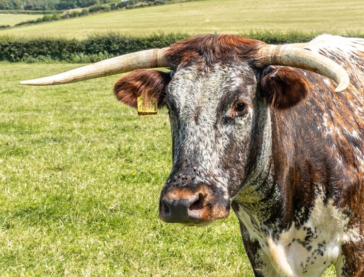 Longhorn-4