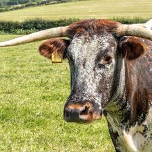 Longhorn-4