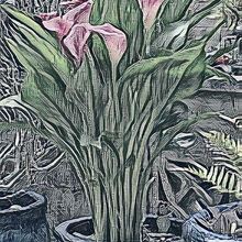 Melvyn Wall Calla Lily1 St.H