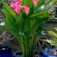 Melvyn Wall Calla Lily2 St.H