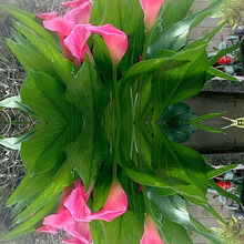 Melvyn Wall Calla Lily3 St.H
