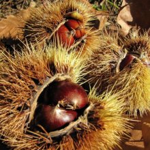 Melvyn Wall Chestnuts NW