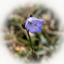 Melvyn Wall Harebell HL