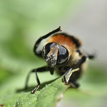 Melvyn Wall Honey Bee1 St.H