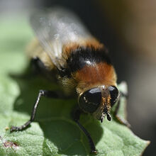 Melvyn Wall Honey Bee2 St.H
