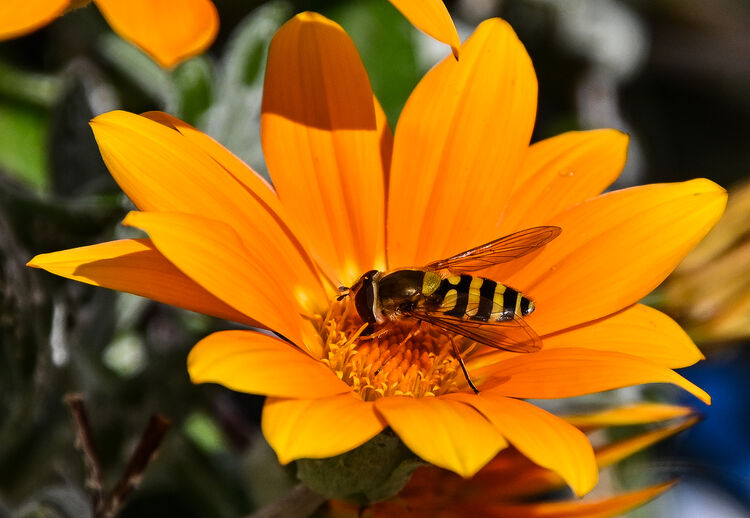 Melvyn Wall Hover Fly on Flower M1 NW IWPS