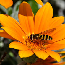 Melvyn Wall Hover Fly on Flower M1 NW IWPS