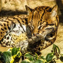 Melvyn Wall Leopard NW