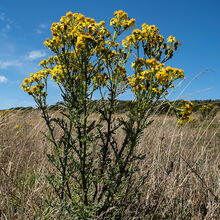 Melvyn Wall Ragwort HL