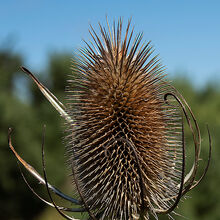 Melvyn Wall Teasel-1 P