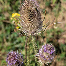 Melvyn Wall Teasel-2 P