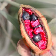 Michael Coles Seed pods M6