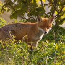 Michael Wort Fox M6