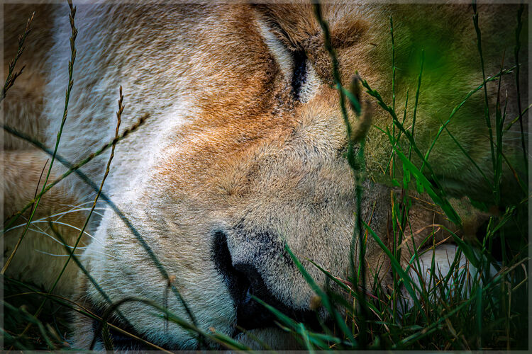 Paul Dowthwaite The Lion Sleeps Tonight, The Tokens M4 N IWPS