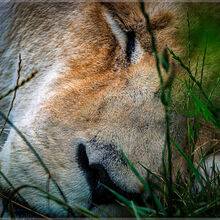 Paul Dowthwaite The Lion Sleeps Tonight, The Tokens M4 N IWPS