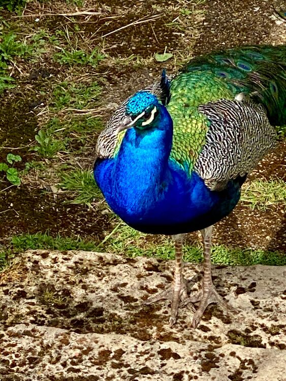 Peacock at Calbourne Mill IWPS visit