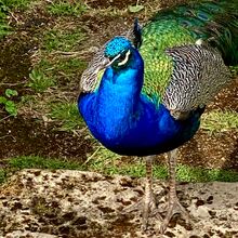 Peacock at Calbourne Mill IWPS visit