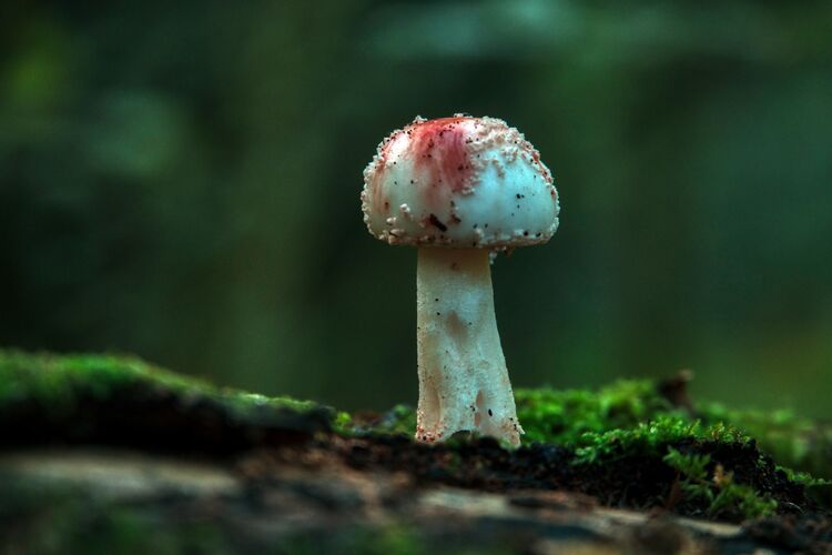 Robert Clarke Borthwood Copse Mushroom Hunt (2)