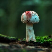 Robert Clarke Borthwood Copse Mushroom Hunt (2)