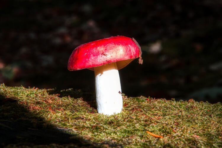 Robert Clarke Borthwood Copse Mushroom Hunt (3)