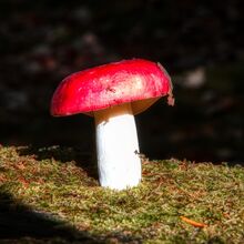 Robert Clarke Borthwood Copse Mushroom Hunt (3)