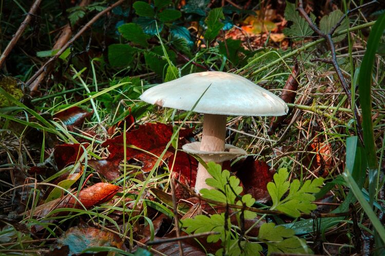 Robert Clarke Borthwood Copse Mushroom Hunt (4)