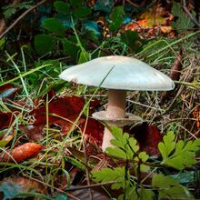 Robert Clarke Borthwood Copse Mushroom Hunt (4)