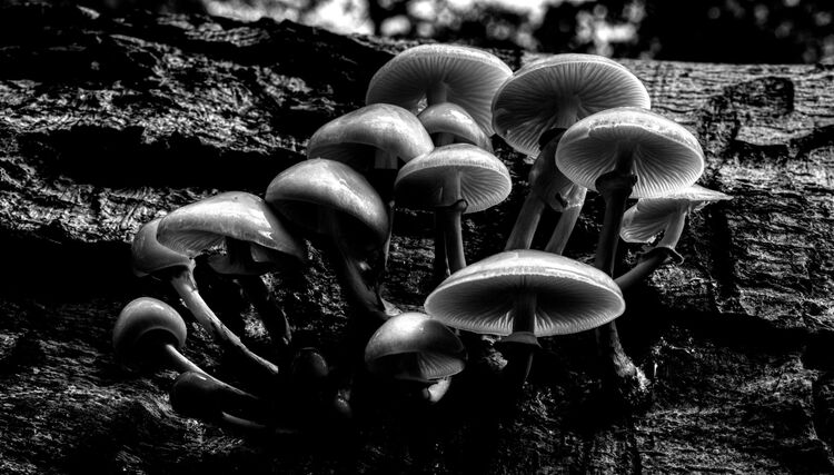 Robert Clarke Borthwood Copse Mushroom Hunt (5)