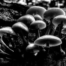 Our Day Out - Borthwood Copse