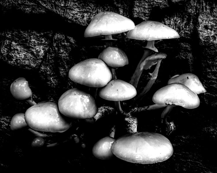 Robert Clarke Borthwood Copse Mushroom Hunt (6)