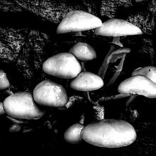 Robert Clarke Borthwood Copse Mushroom Hunt (6)