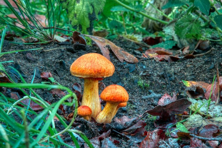 Robert Clarke Borthwood Copse Mushroom Hunt (7)