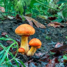 Robert Clarke Borthwood Copse Mushroom Hunt (7)
