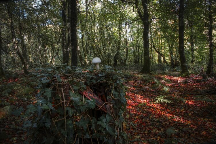Robert Clarke Borthwood Copse Mushroom Hunt (9)