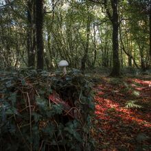 Robert Clarke Borthwood Copse Mushroom Hunt (9)