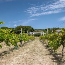 Robert Clarke Brading Roman Villa L IWPS (1)