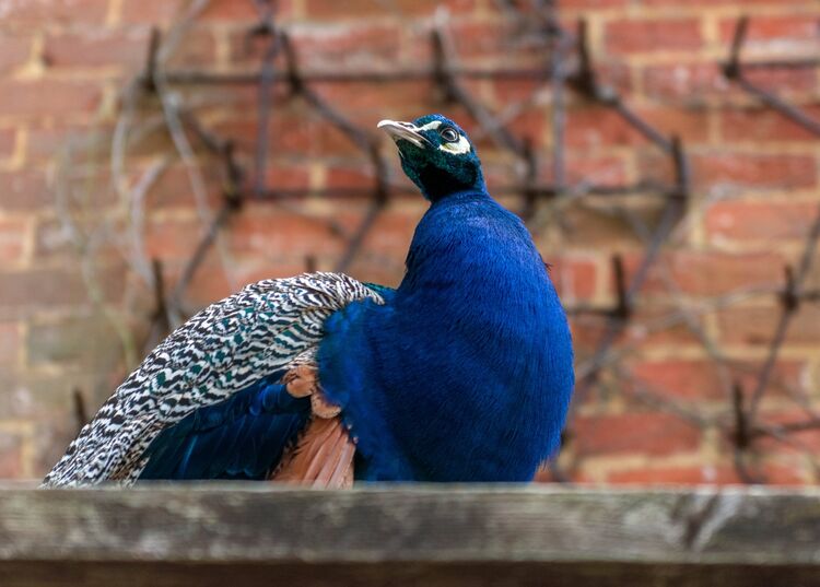 Robert Clarke Peacock