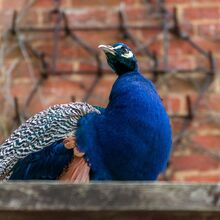 Robert Clarke Peacock