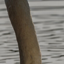 Robert Clarke Swanning around NW IWPS