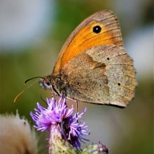 Robert Skinner Dusky Meadow Brown NW