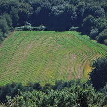 Sue Harlow 3 Brighstone Down P