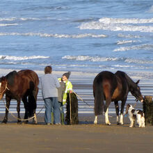 Sue Harlow Fancy meeting you here on the Beach M1 O IWPS.jpeg