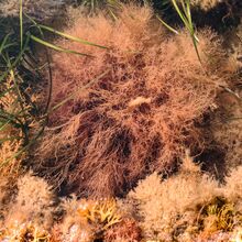 Suzy Fraser Rockpool Safari (4)