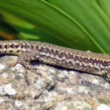 Terry Harlow Wall Lizard at Steep hill Cove M2