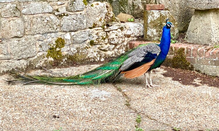 The full feather! Peacock at Calbourne Mill IWPS visit