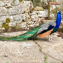 The full feather! Peacock at Calbourne Mill IWPS visit