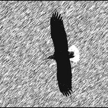 billbond Bald headed eagle T