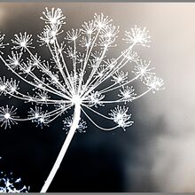 billbond inverted fennel T