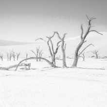 freddawson Desert light M2